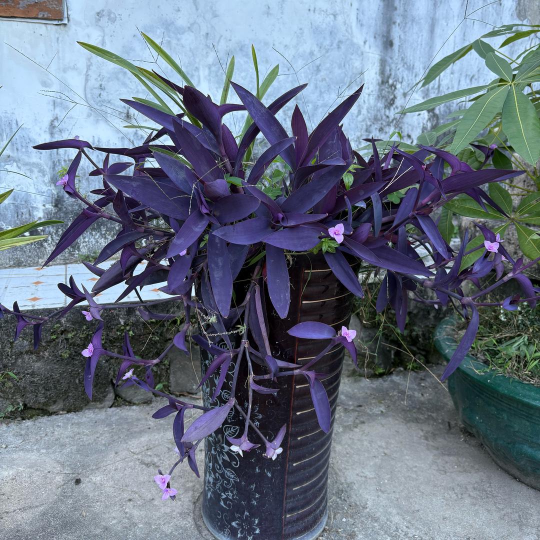 小草绿🌿