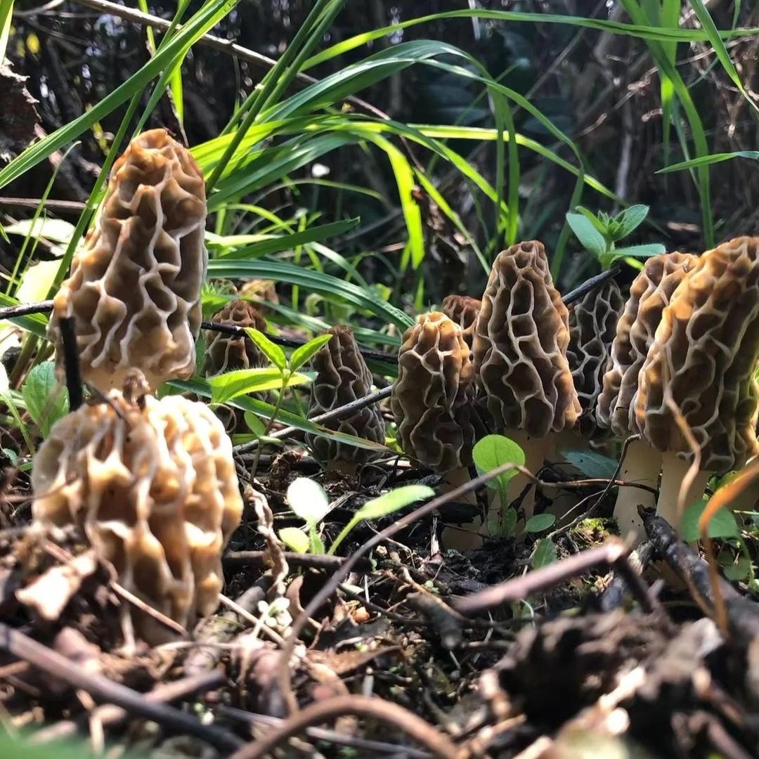 云南小丽收菌子