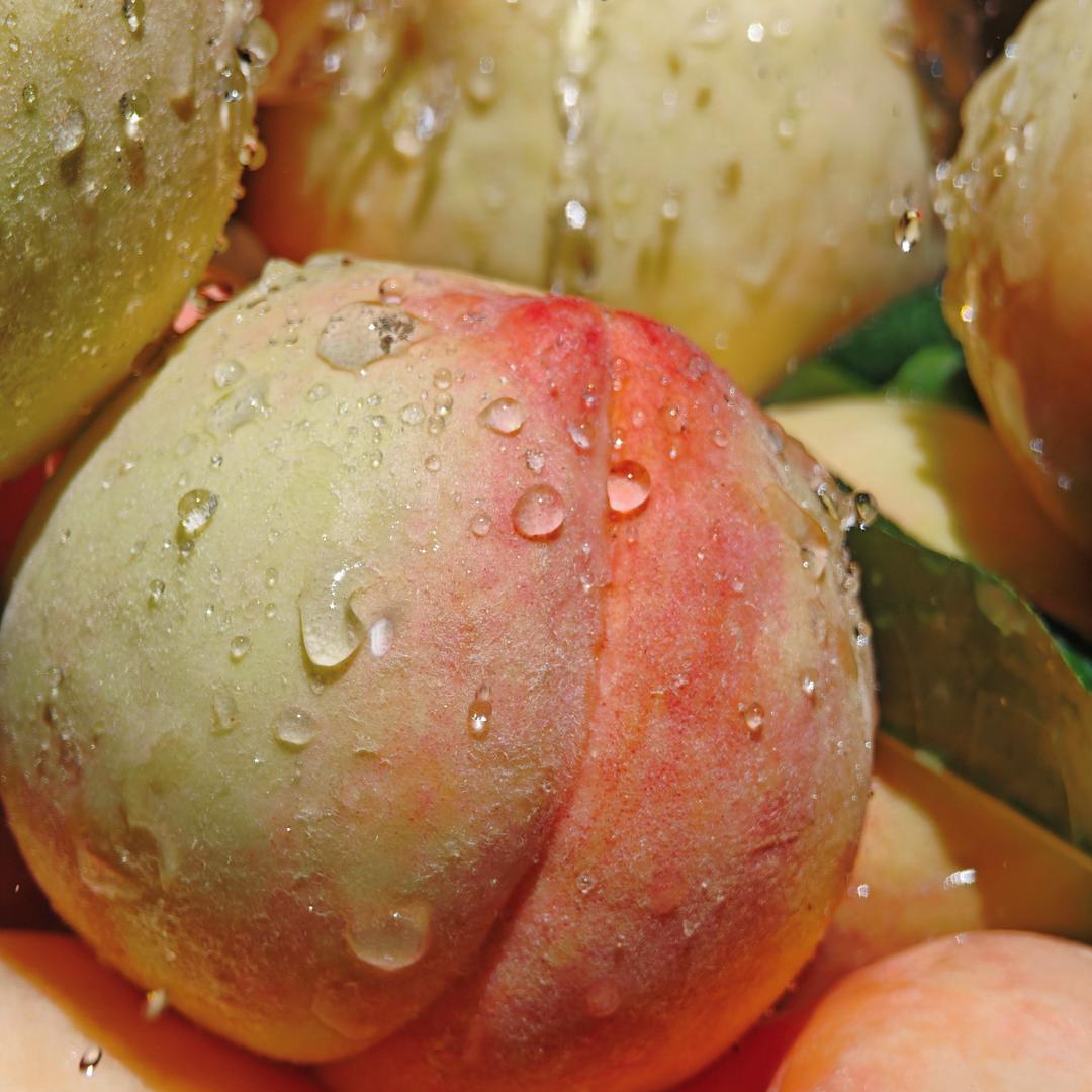 桃子姑娘鲜果园