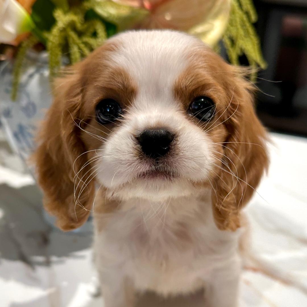 小馒头是瓶爽歪歪