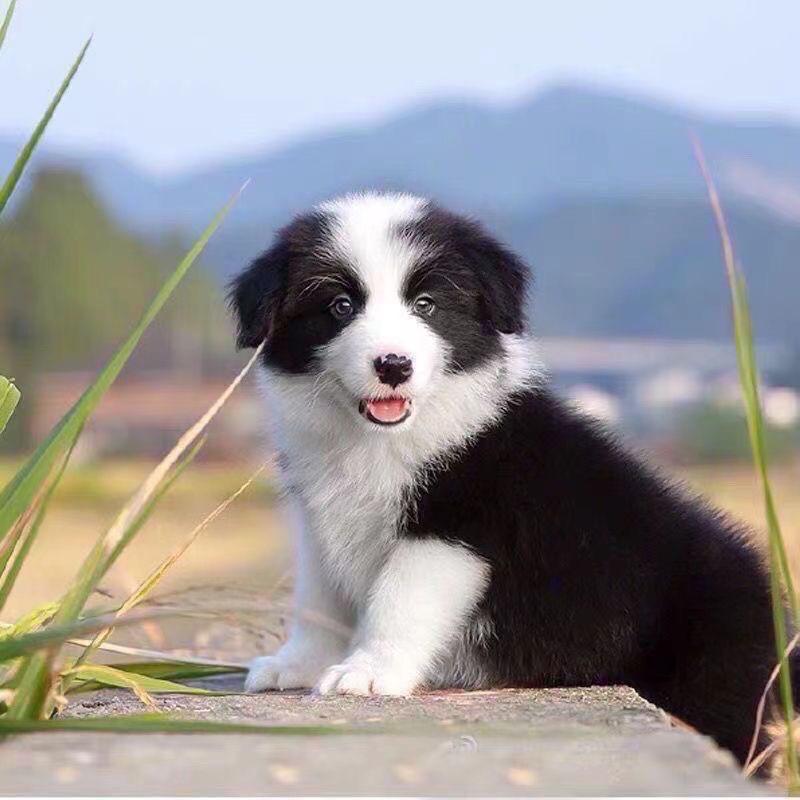 天意