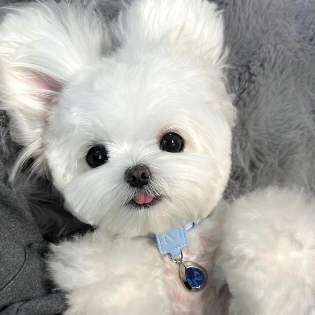 L小羊咩咩SS