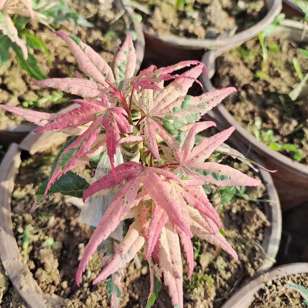 千姿彩花卉
