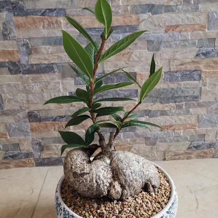 艺阳花卉
