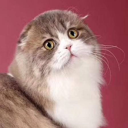 猫咪裁判小满