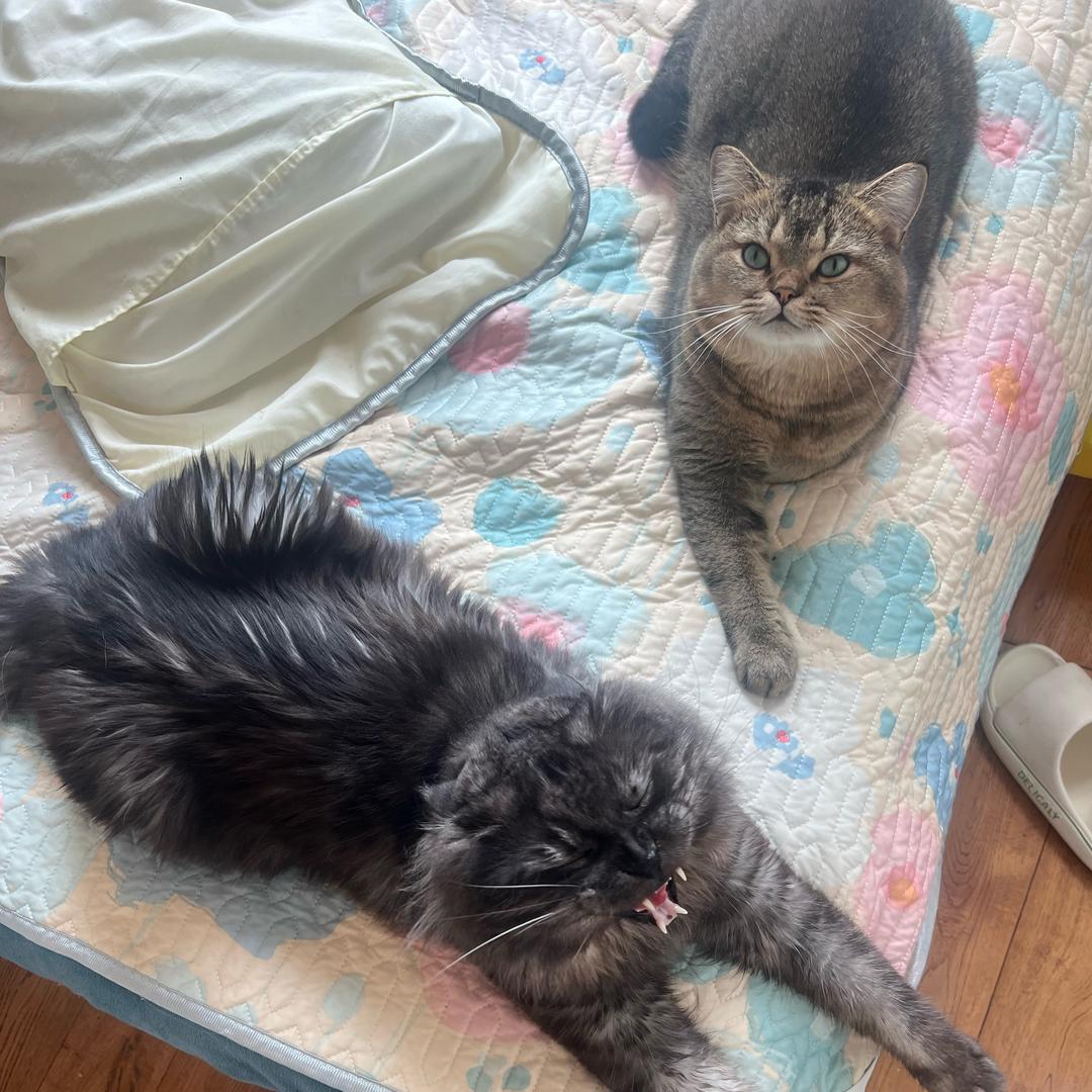 猛踹、瘸子那条好腿！