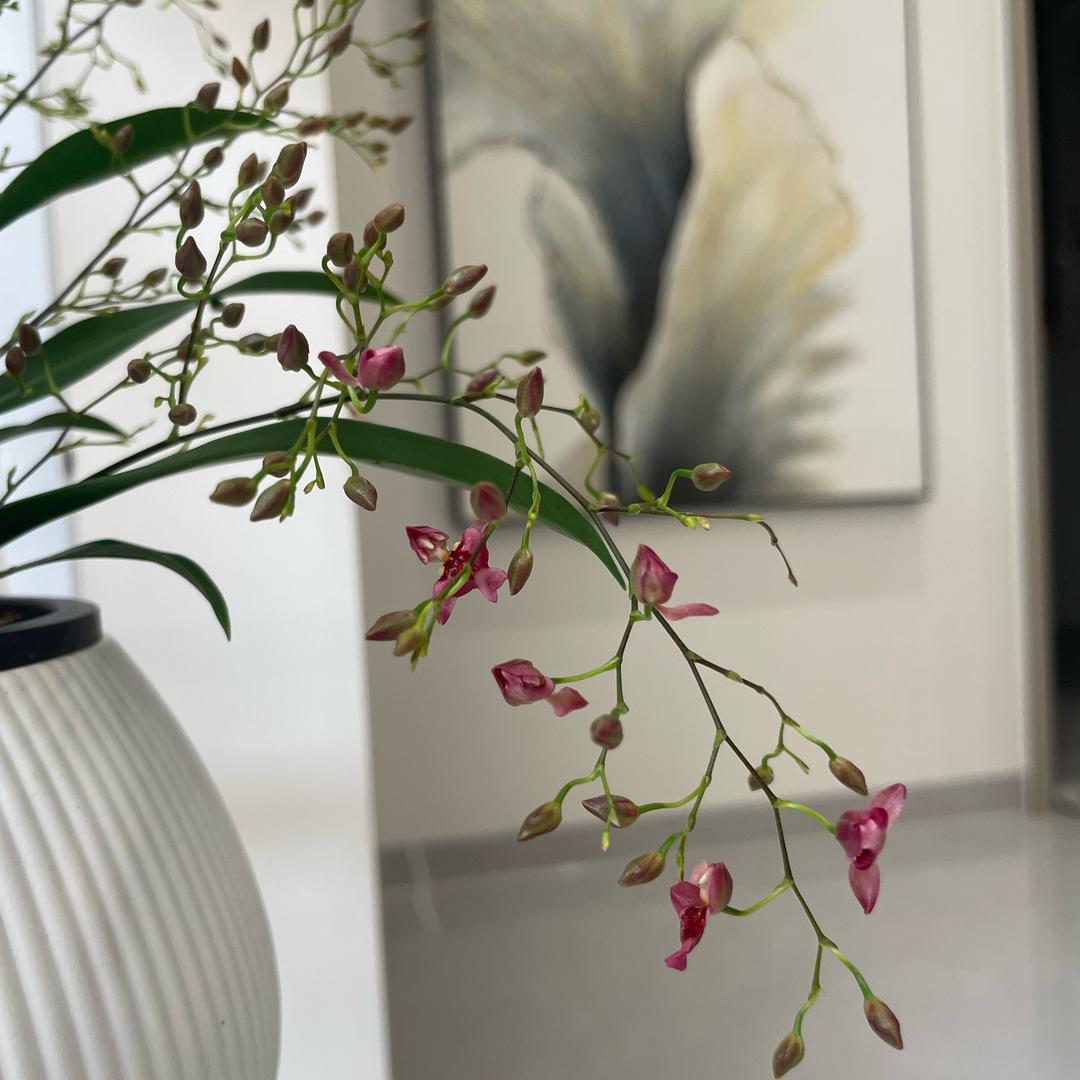 ᤐᤨ᤺࿐万事🍀顺遂๓ᤐᤨ᤺