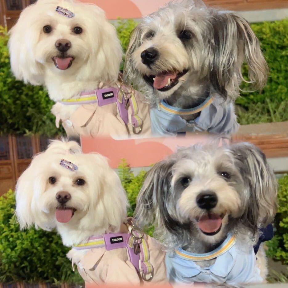 晓楠🐕
