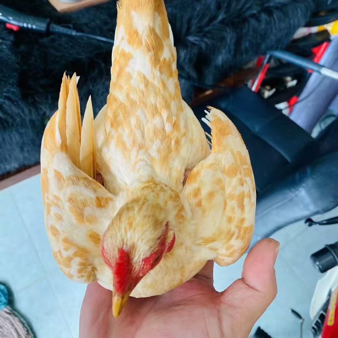 小胡爱养矮脚鸡（越南小竹鸡）