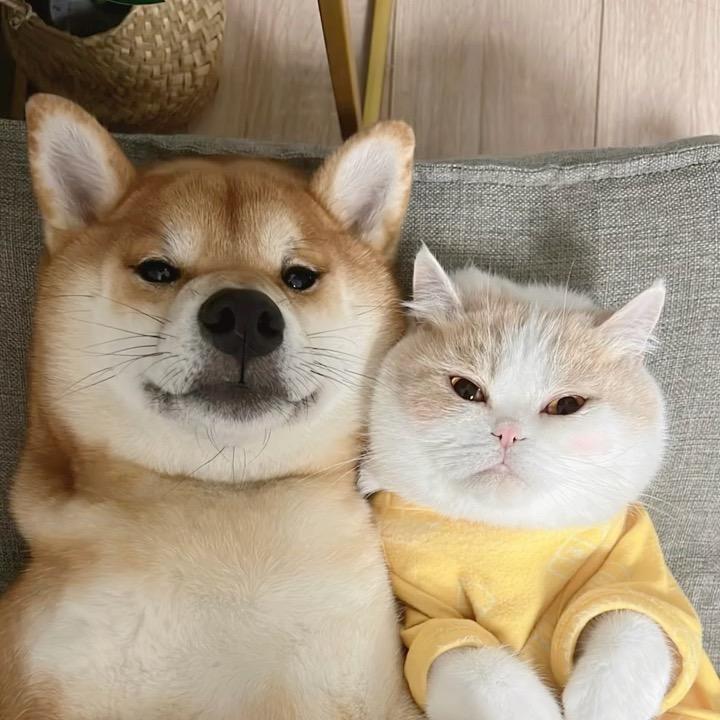 喜喵喜狗