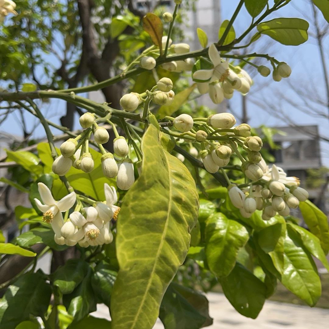 婧宝