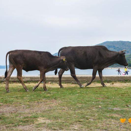 🐂人在深圳