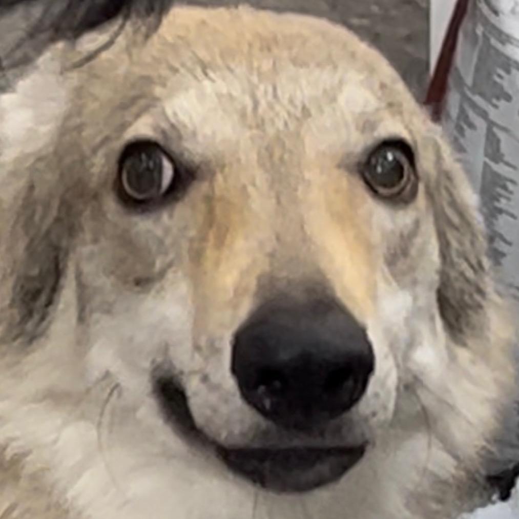 Darry不是捷克猪