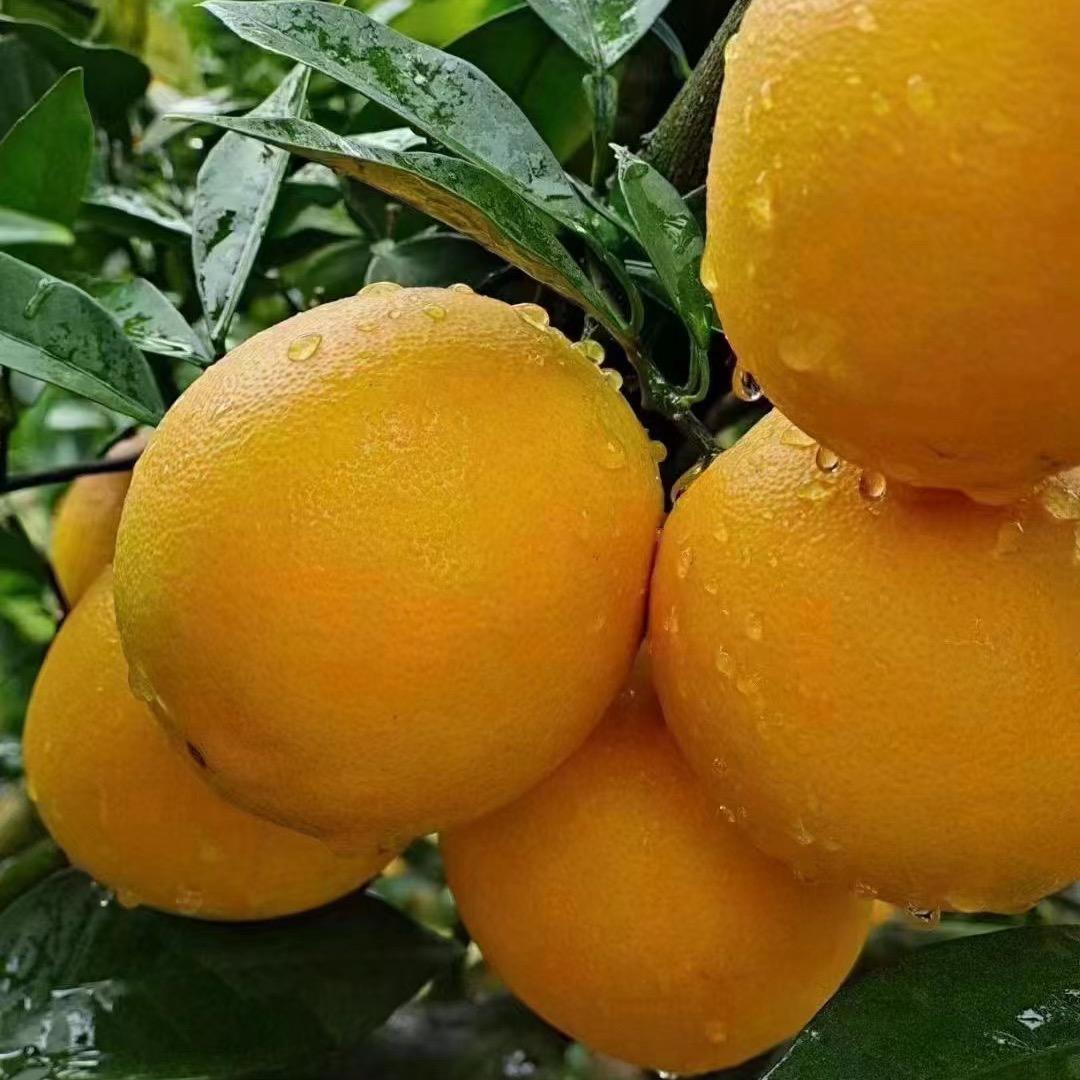 明天
