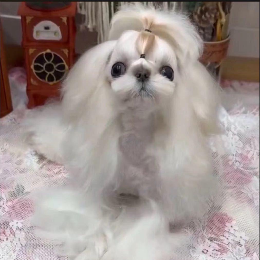 马尔济斯原产地直发