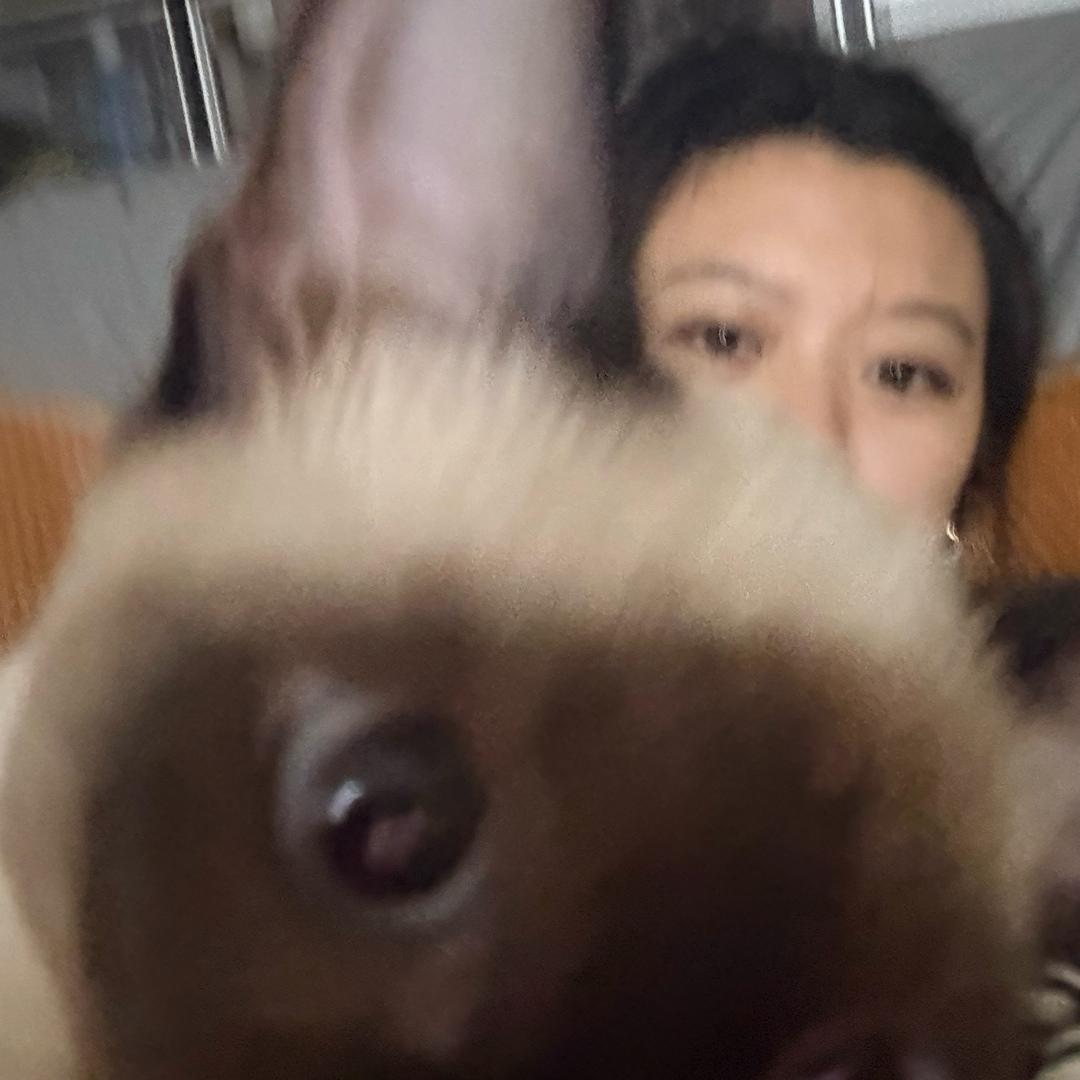 一只小球