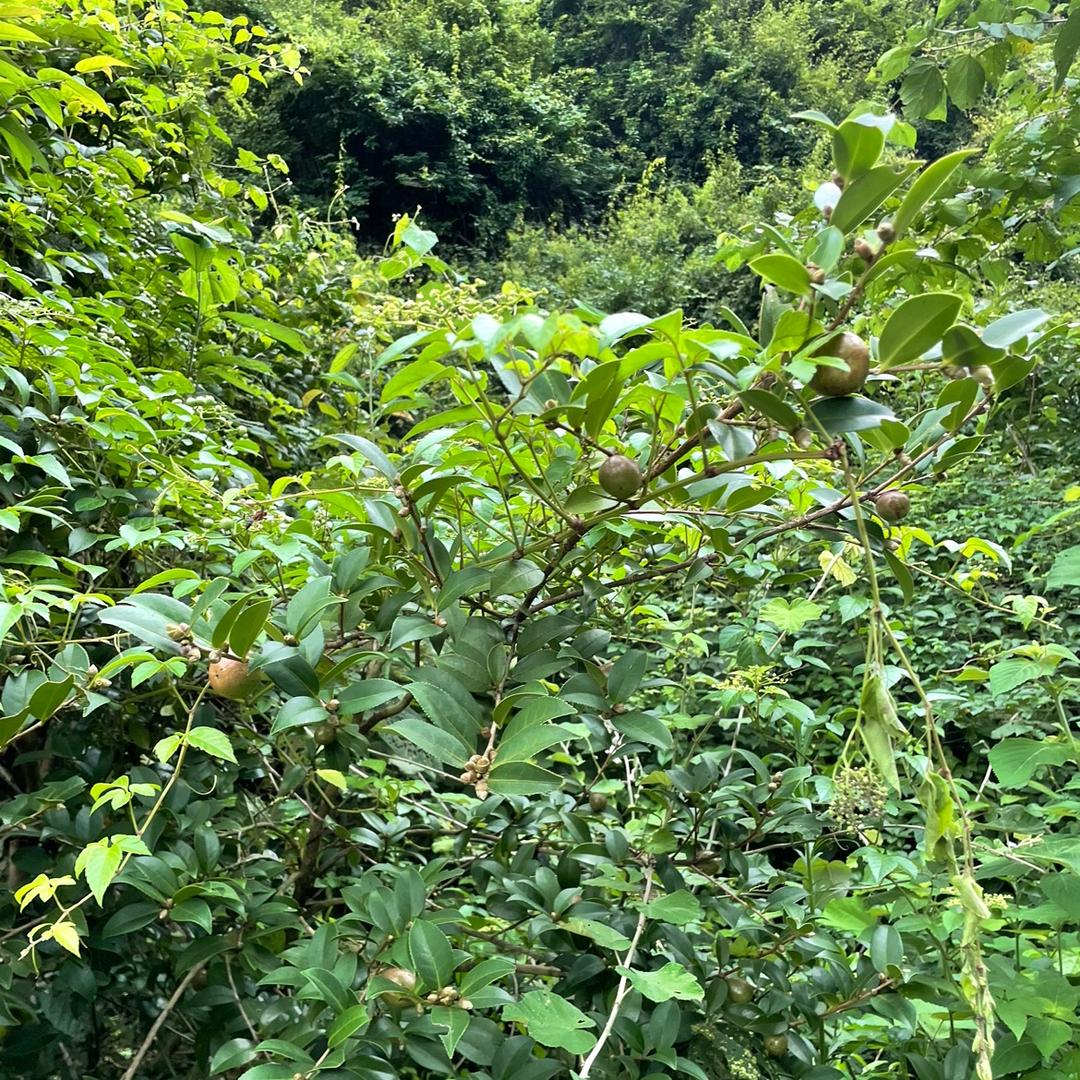 小家电 源头 工厂