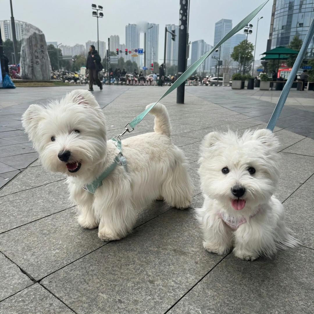 泽恩.