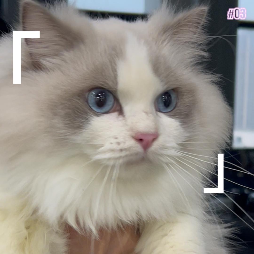 喵喵姐妹宠物仓专场