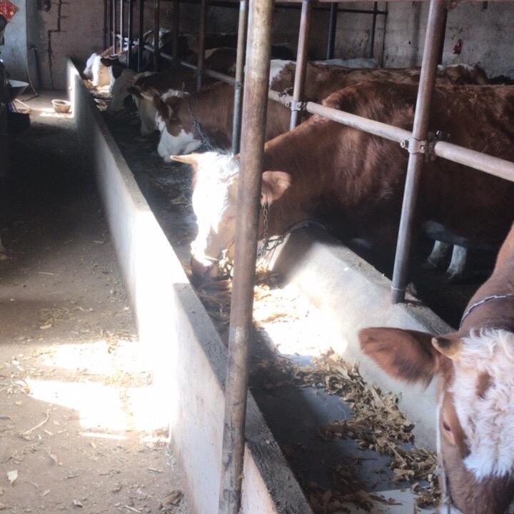 昏头鬼有天养着