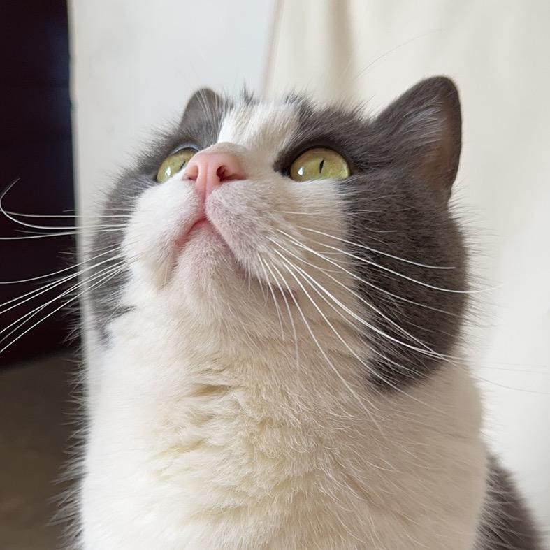 小飞猪