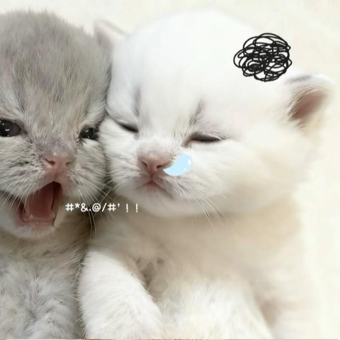 许愿🌳