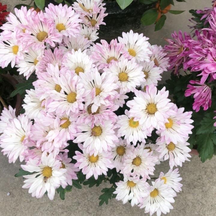 🌷丫头
