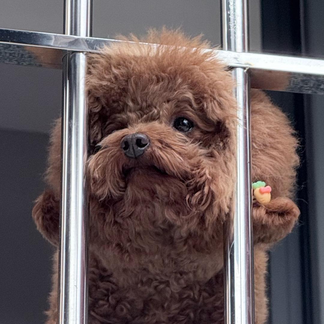 萨迪阿斯达所