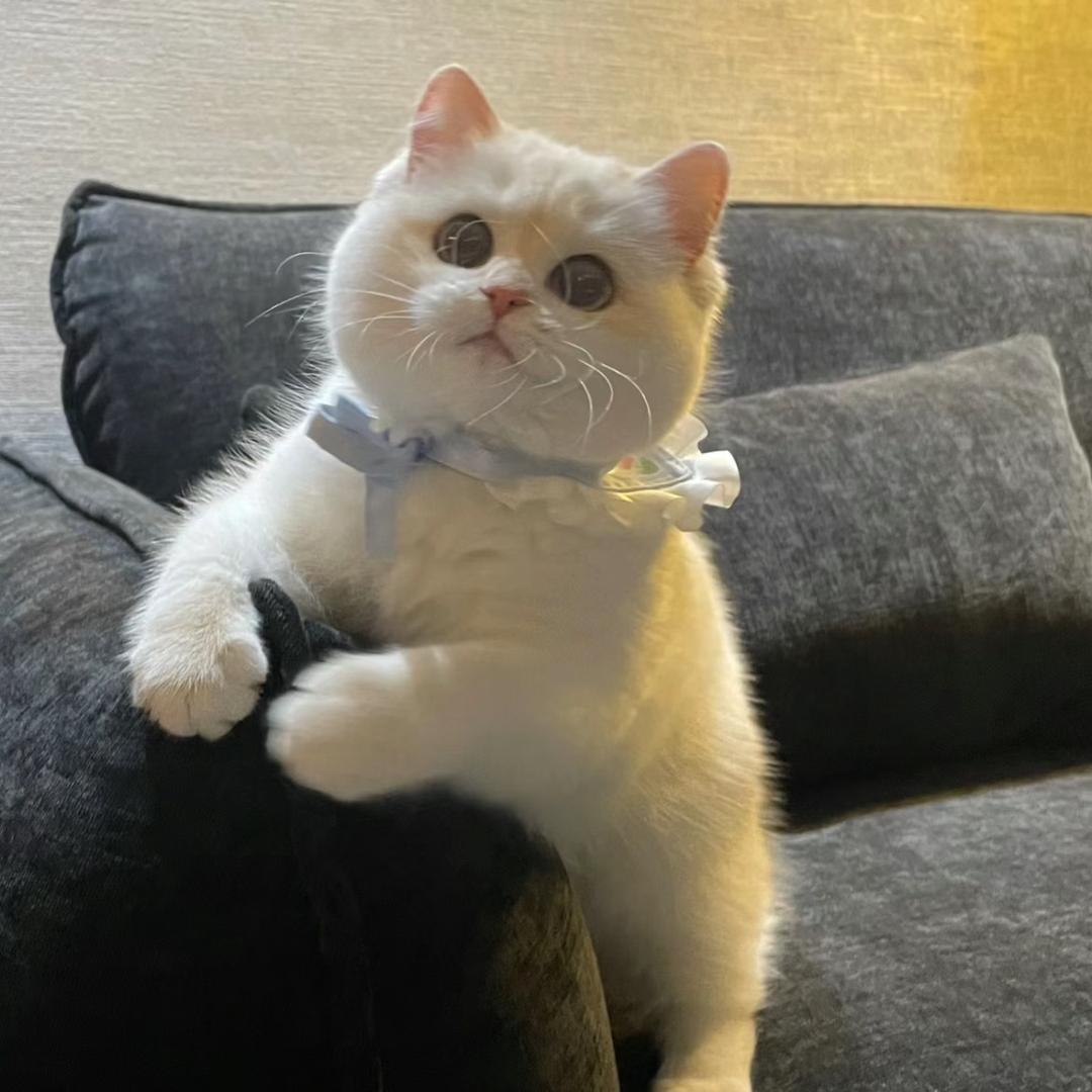 达州养猫日记🌈