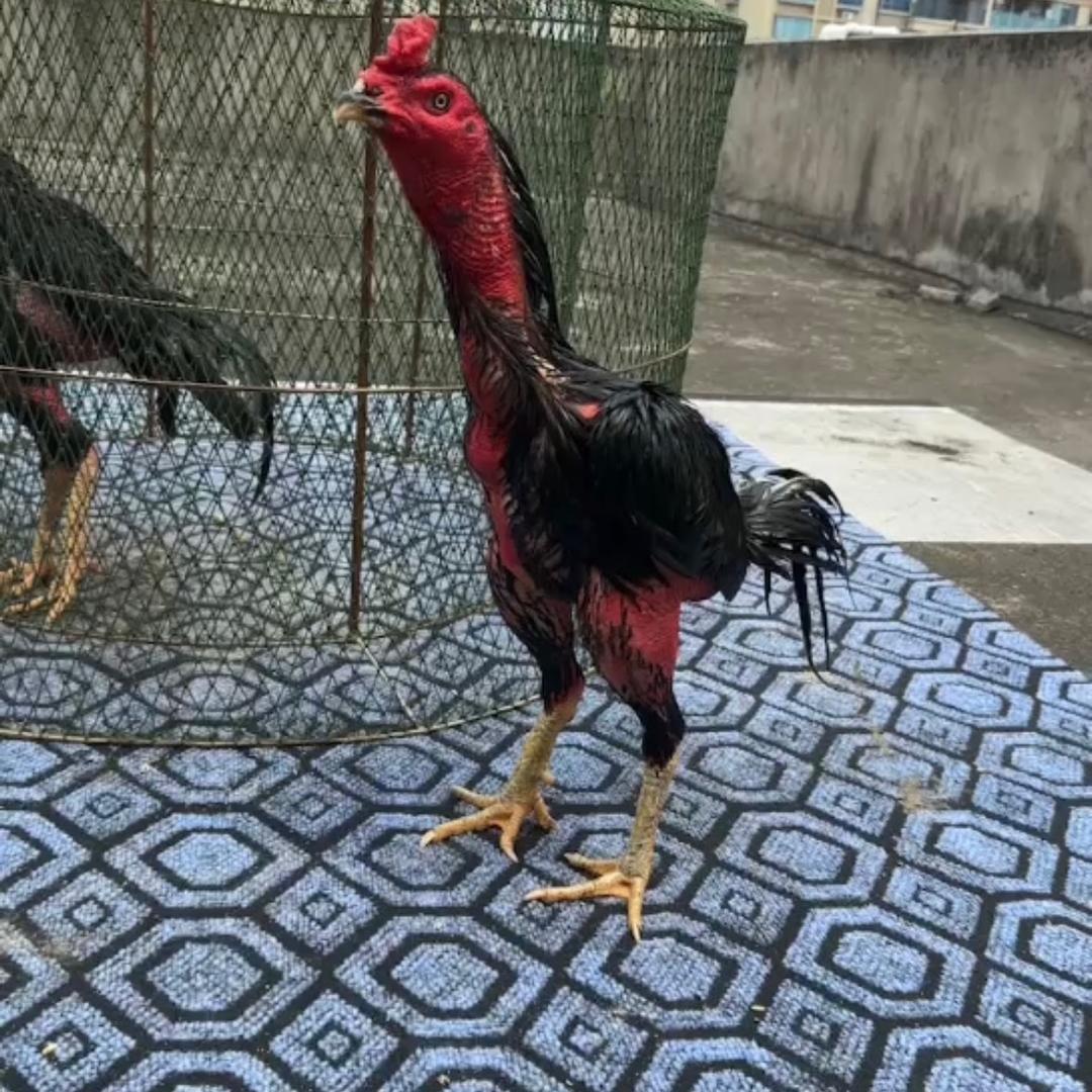陈斌