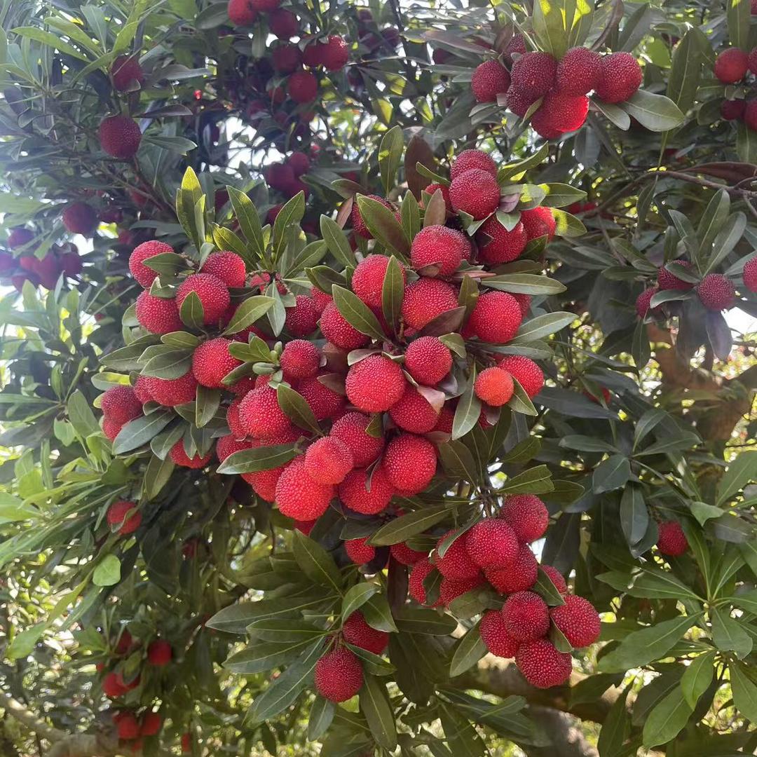小蚊子🦟