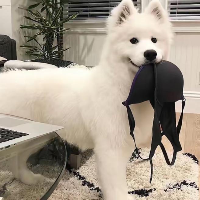 什么宝