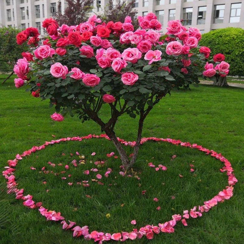 书衡花卉
