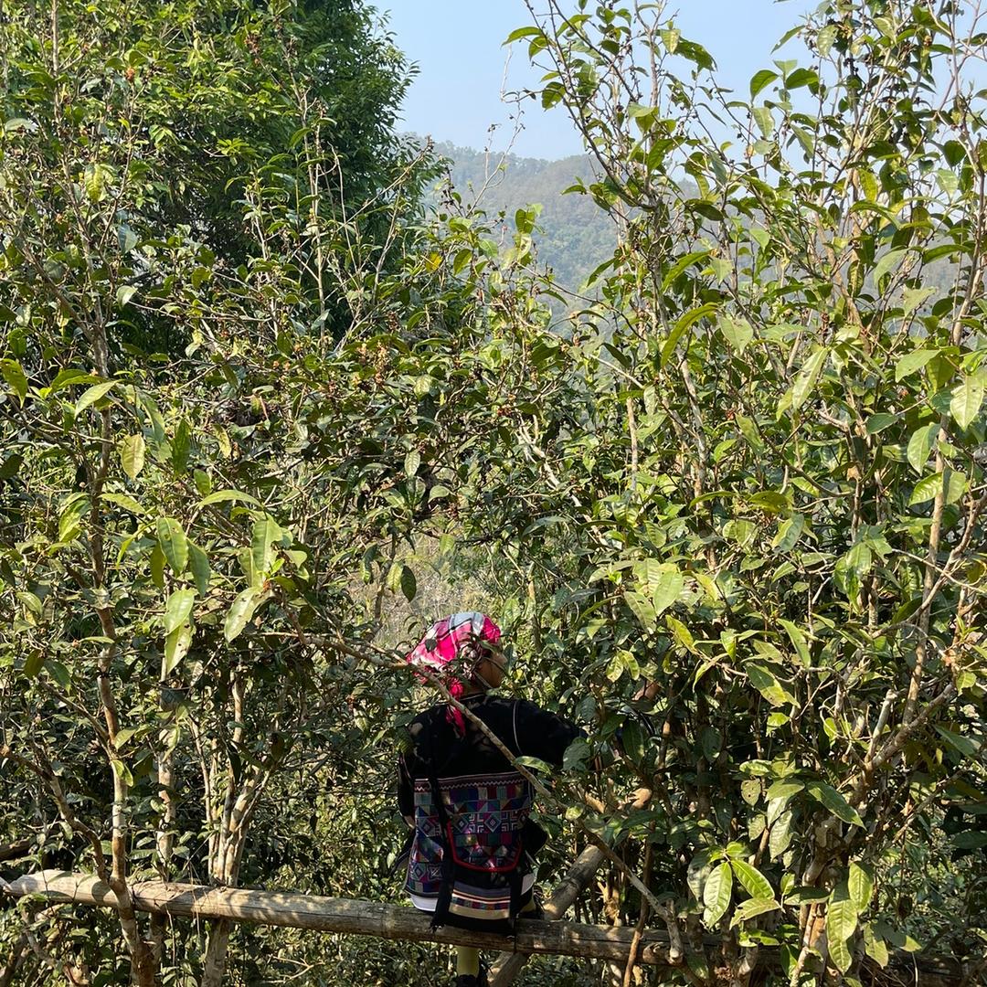 布朗山、卫东、归源云上有机茶园基地