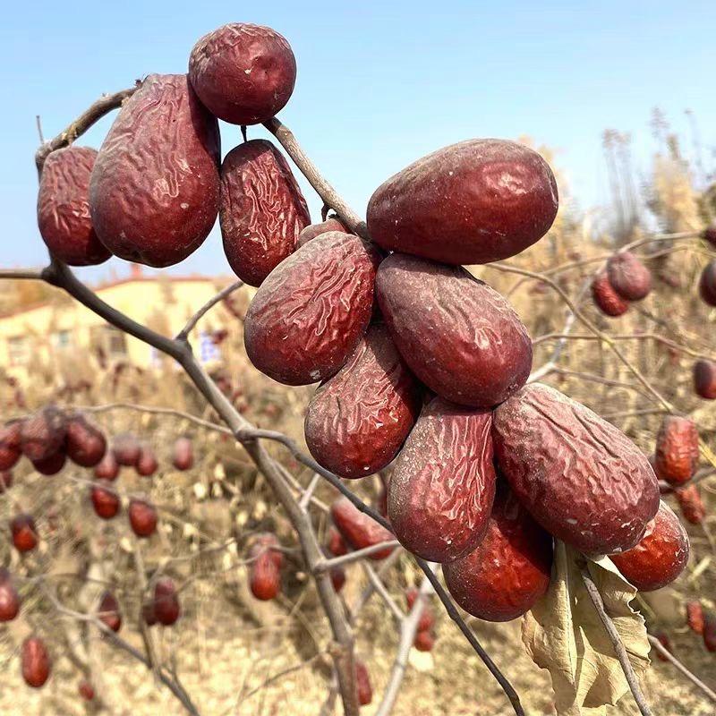 丫头子新疆特产