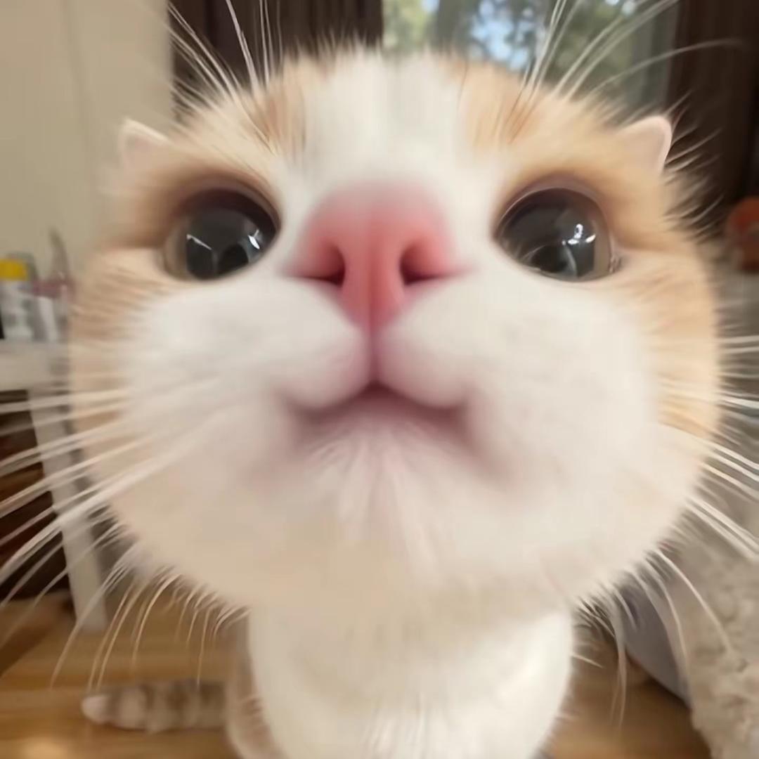 金渐层（买猫关注）