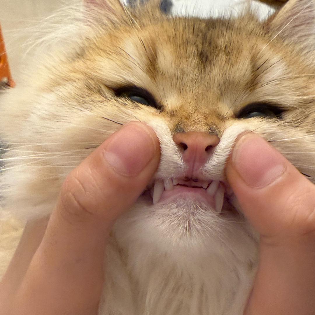 璇