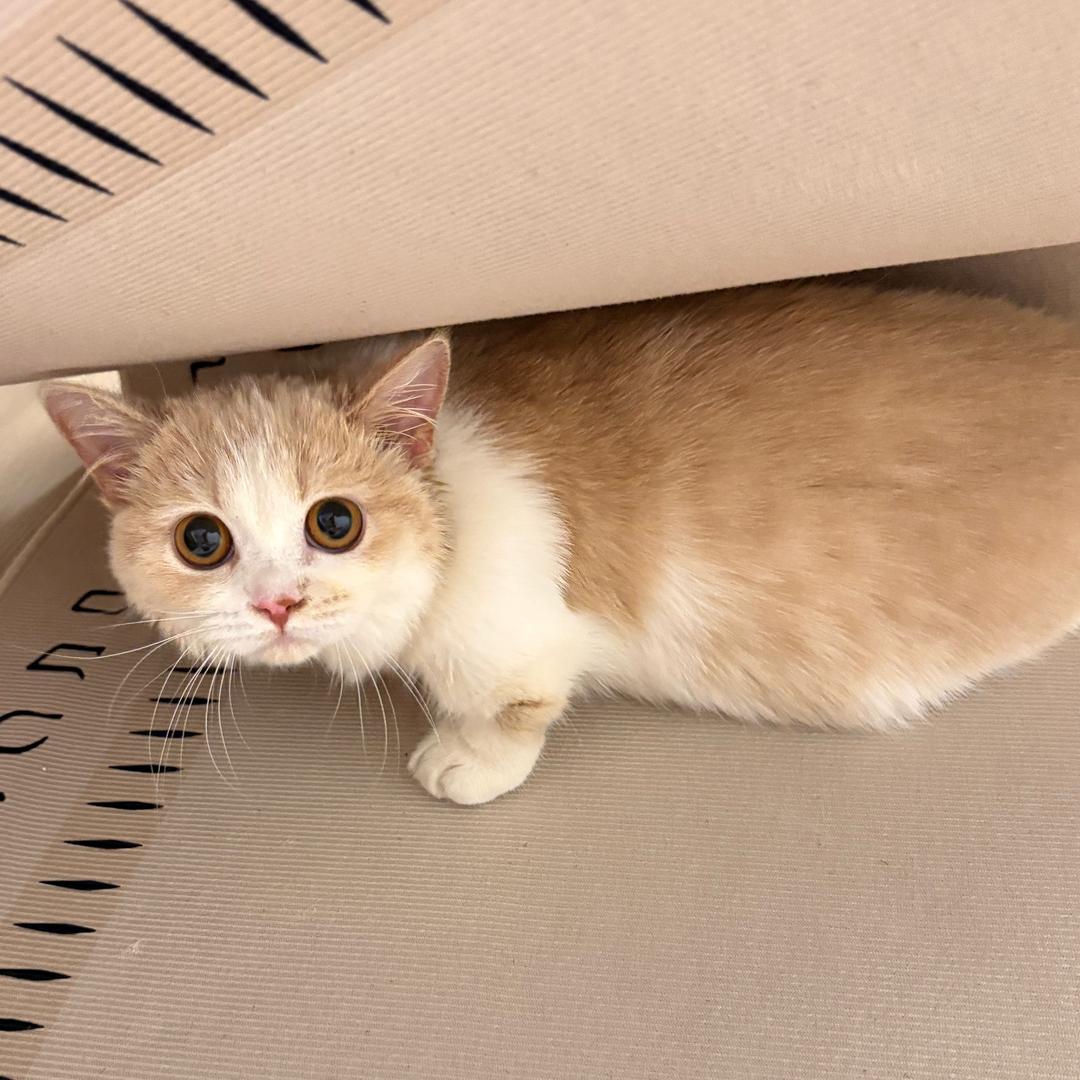 是火宝不是活宝