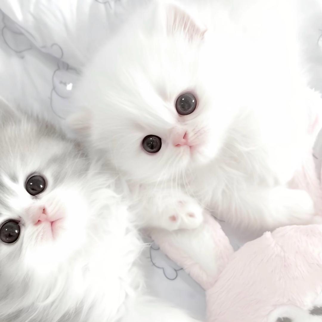 𝓡𝓪𝓬𝓱𝓮𝓵.