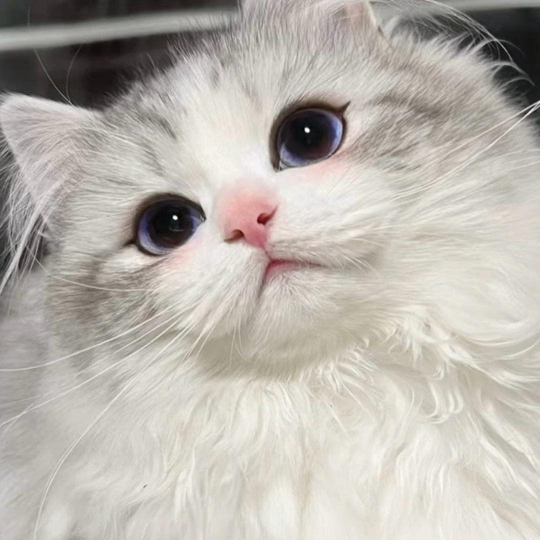 包子君