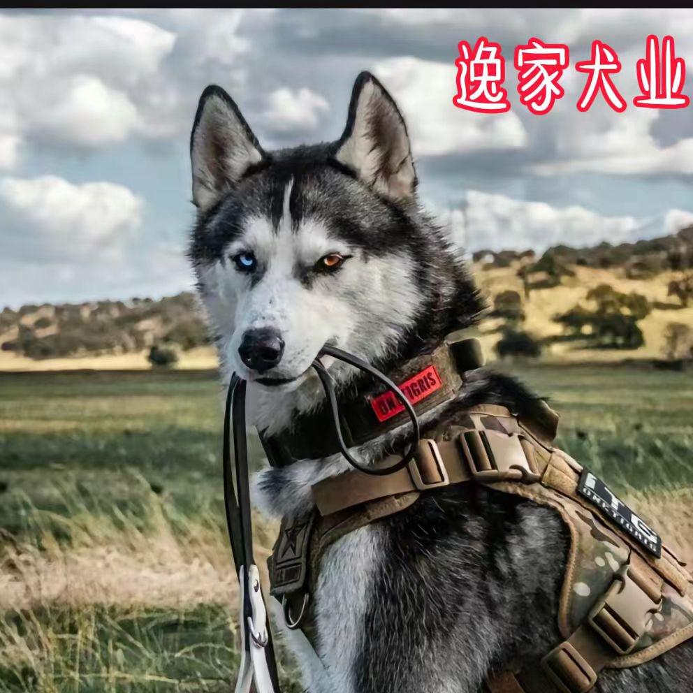 逸家犬业信丰