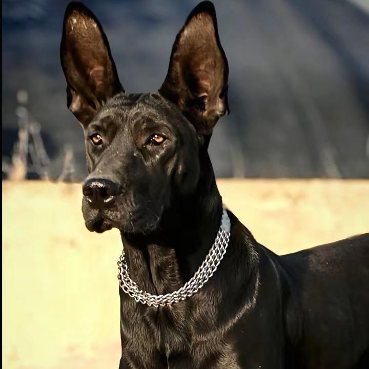 黑狼*马犬*德牧