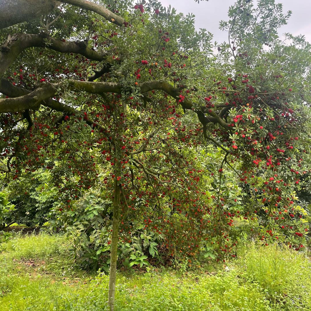农夫三拳有点疼、