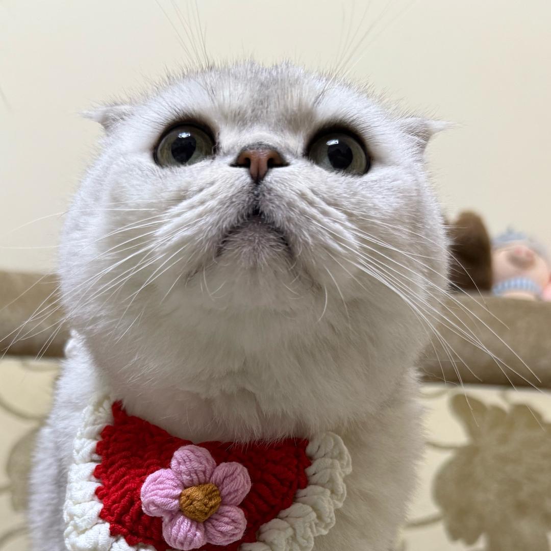 桃子的那个陶🍑