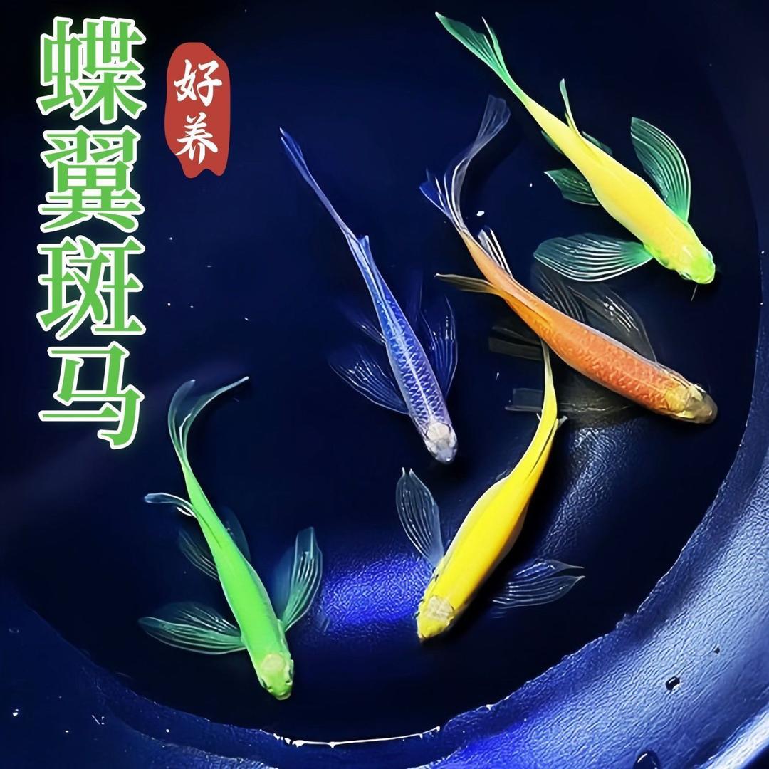 余跃观赏鱼精选