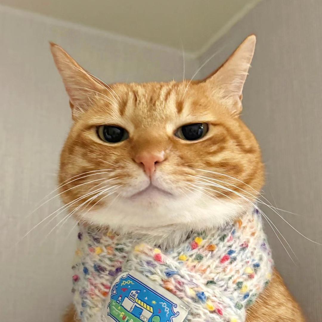是小橘猫
