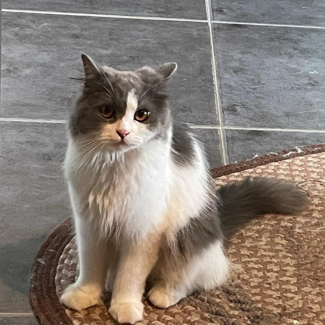 🐱战地小Yilu
