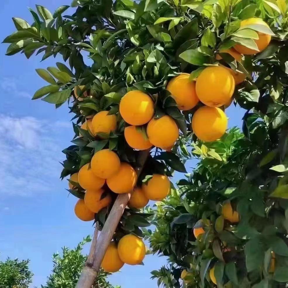 优乐橙