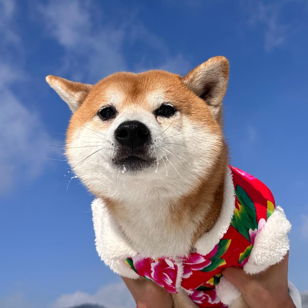 优秀的优