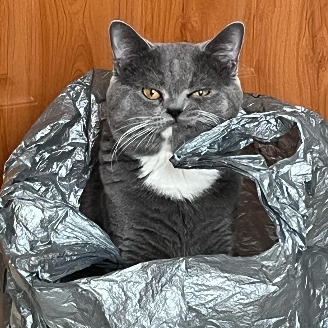 叫麻辣烫的猫